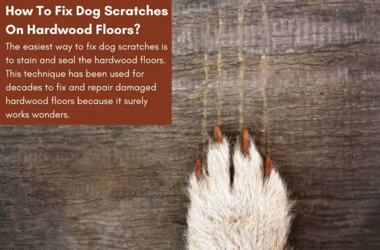 How To Fix Dog Scratches On Hardwood Floors