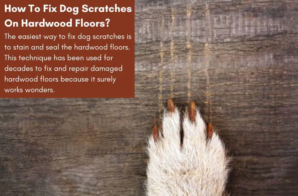 Fix Dog Scratches On Hardwood Floors