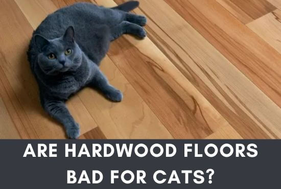 Are Hardwood Floors Bad For Cats