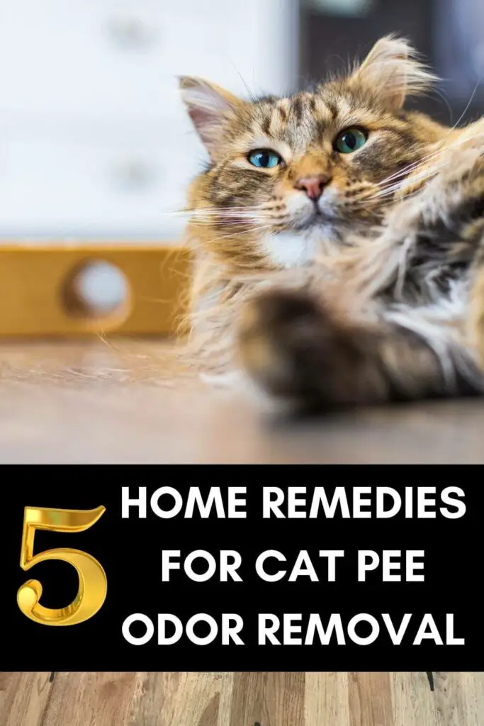 Home remedies for cat pee odor removal