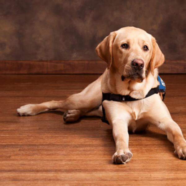 Bamboo Floors: The Top Choice for Dog Owners
