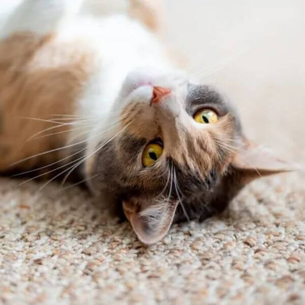 Best Flooring That Offers Comfort and Quiet For Cats