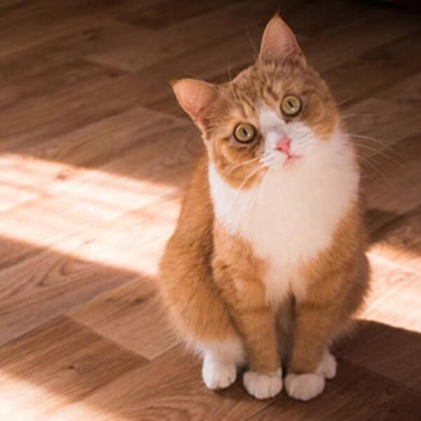 Best Long-Lasting Flooring Choices For Cat Owners