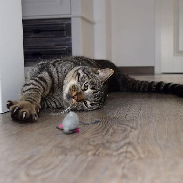 Best Flooring Options For Cat Claws That Scratch