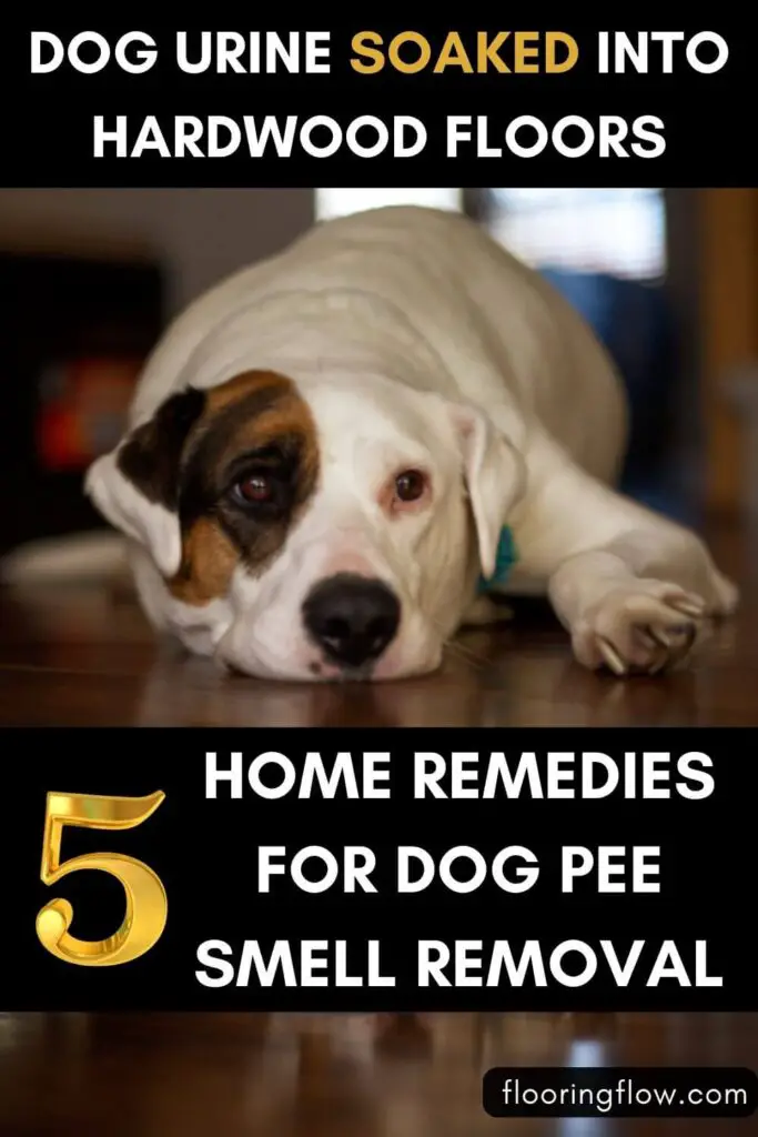 Dog urine soaked into hardwood floors: solutions to remove them