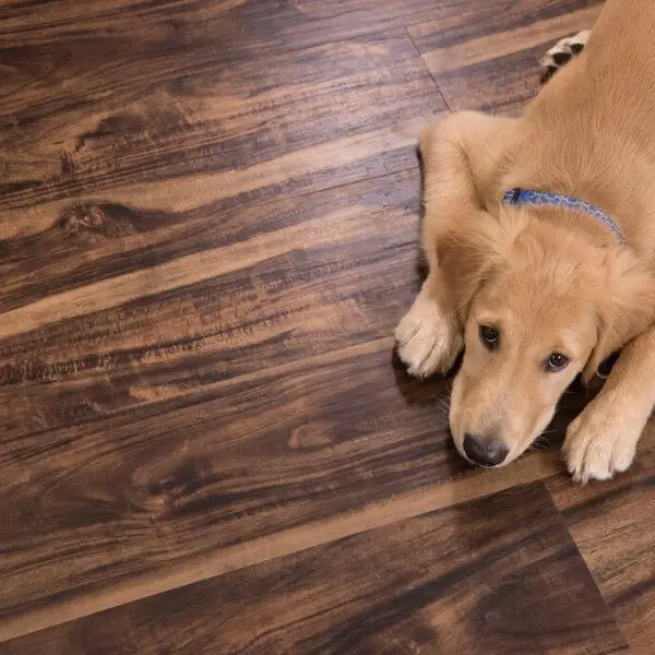 Bamboo Flooring for dogs and pups
