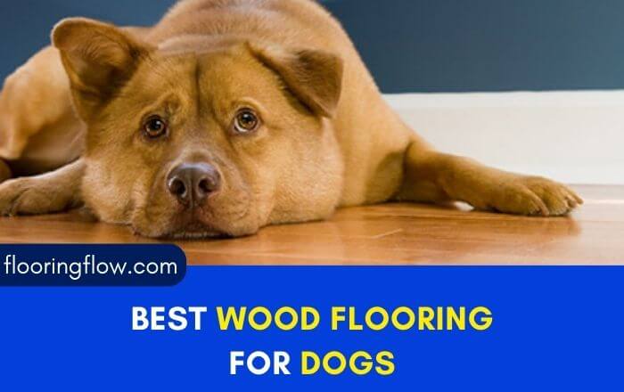 Best Wood Flooring For Dogs: 8 options