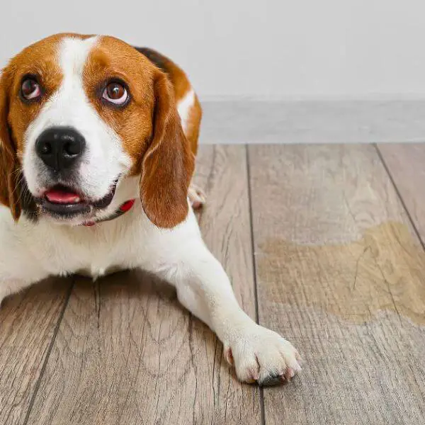 Engineered Hardwood Flooring for dogs and puppies