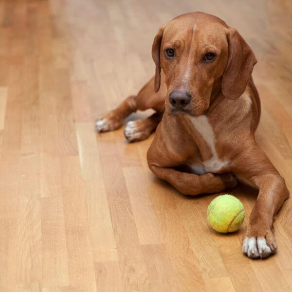Luxury Vinyl Flooring: wood floor for dogs