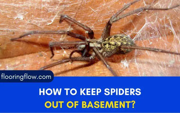 how to keep spiders out of basement