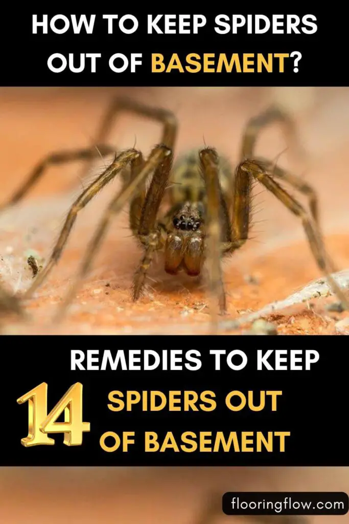 Remedies to keep spider out of basement