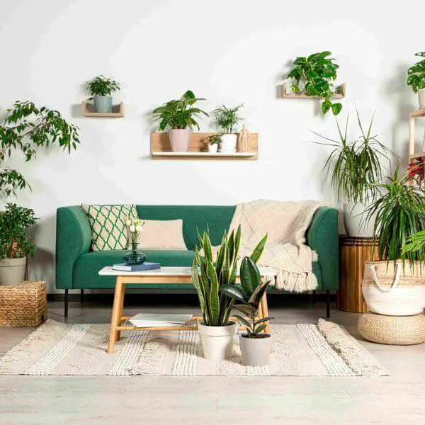 Bring Life with Indoor Plants