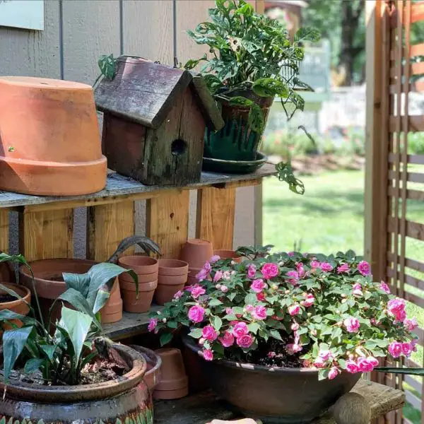  Cultivate a Container Garden