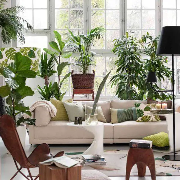Craft an Indoor Oasis with Plants