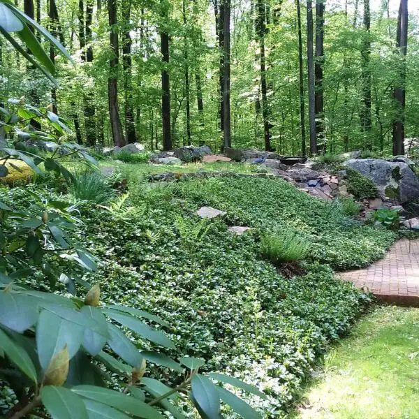  Ground Cover Plants for Erosion Control
