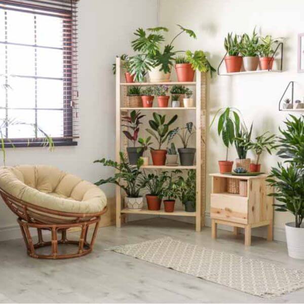  Indoor Plants for Fresh Air and Aesthetics