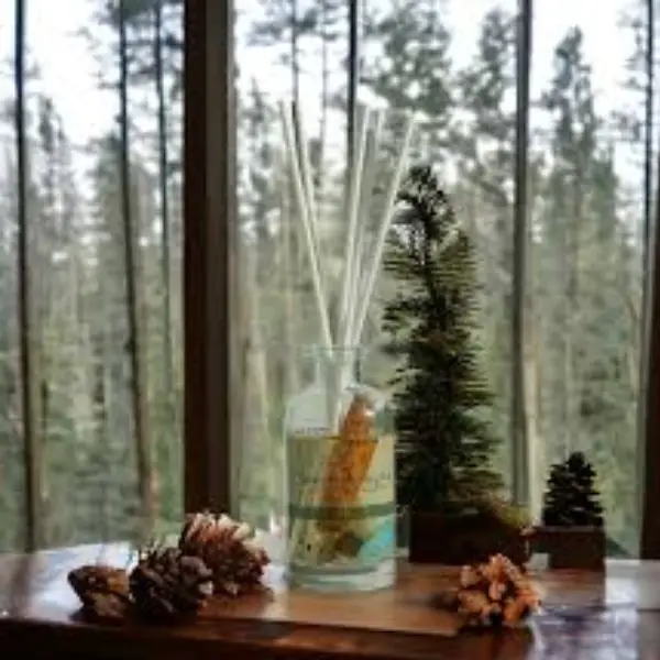 Young Living Pine Forest_ Nature’s Embrace