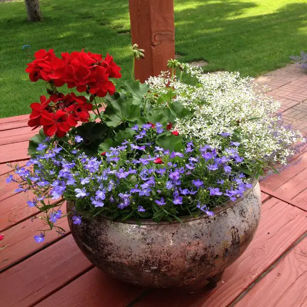 Use Red, White, and Blue Potted Plants for Natural Decor